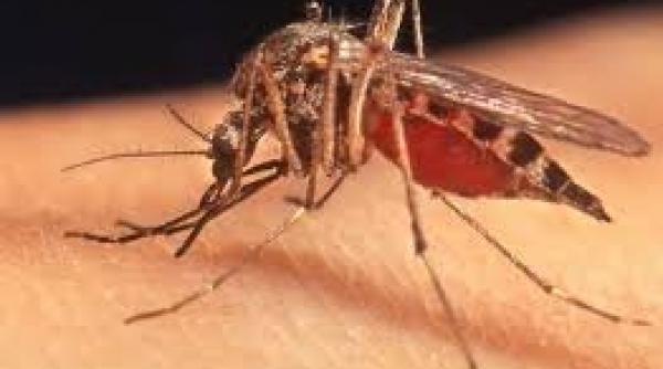 alerta in galati primul caz de meningita west nile confirmat de dsp