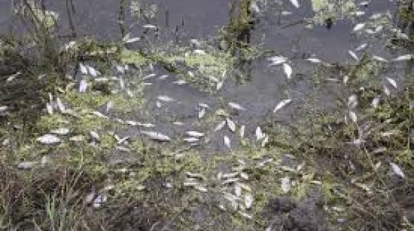 imagini halucinante pe pe lacul morii din capitala mii de pesti morti plutesc pe apa