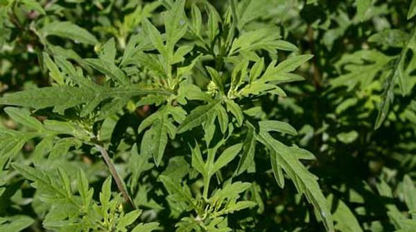 primaria capitalei a declarat razboi ambroziei