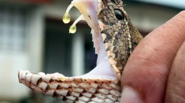 scene infricosatoare un copil de 4 ani a fost muscat de fata de un sarpe la suceava micutul internat in stare grava la chirurgie