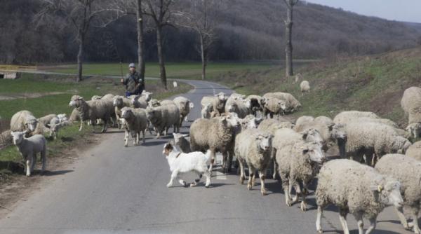 scene socante un cioban a fost spulberat cu tot cu turma de oi pe sosea de un tanar care a fugit de la locul accidentului