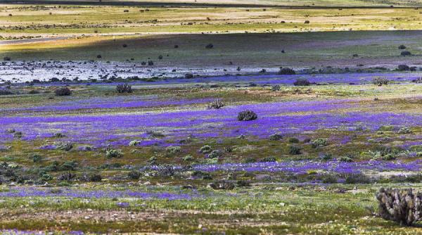 video desertul atacama a inflorit locuitorii din zona au parte de un spectacol rar