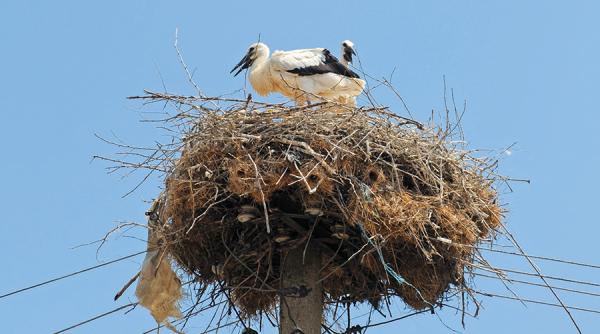 mobilizare cetateneasca pentru salvat berze