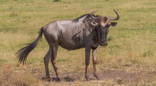 video doi hipopotami au salvat o antilopa gnu atacata de un crocodil