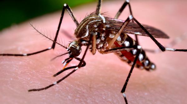 6 romani ucisi de west nile virus transmis de tantari