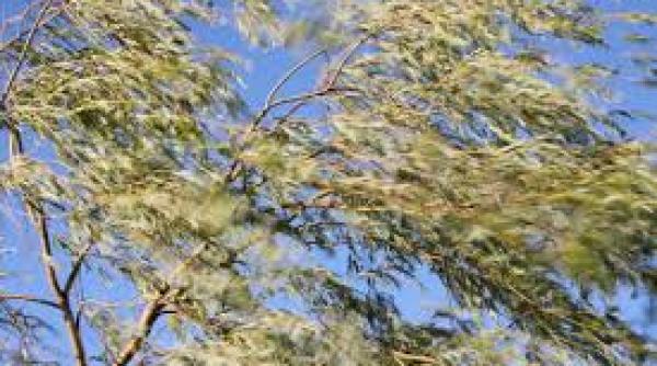 arbori doborati de vant circulatie afectata pe mai multe drumuri