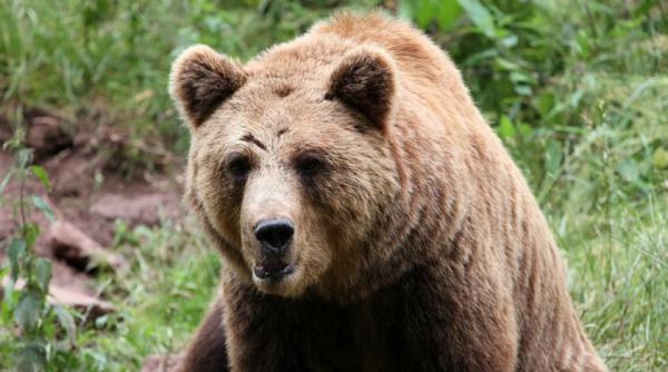 imagini socante la buzau un barbat a fost calcat de caruta dupa ce calul s a speriat de un urs