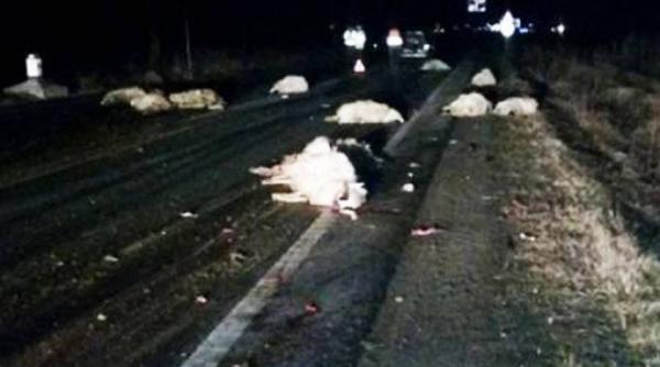 carnagiu pe sosea un cioban si turma lui au murit dupa ce un sofer beat a intrat cu masina in ei
