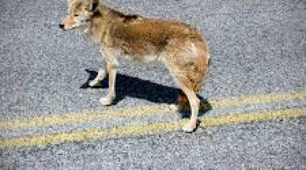 un coiot lovit de o masina a calatorit 35 de km in grila din fata a autovehicolului si a scapat cu viata