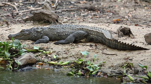 jurnalist britanic gasit mort in sri lanka