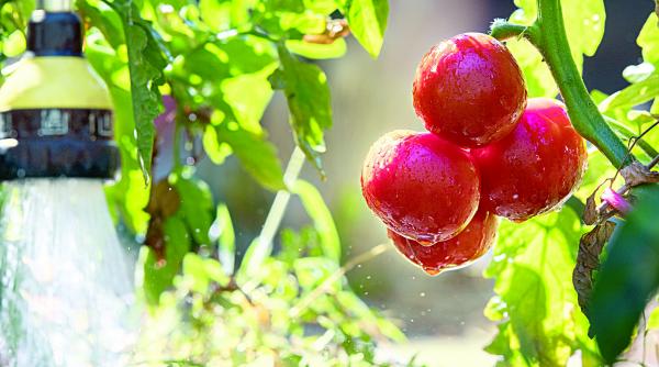 ministrul daea de craciun vom manca rosii produse de romani