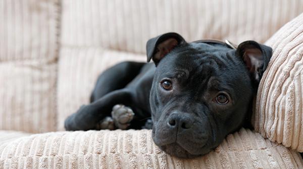 un caine aflat probabil sub influenta drogurilor si a ucis stapanul in timpul filmarilor pentru un documentar