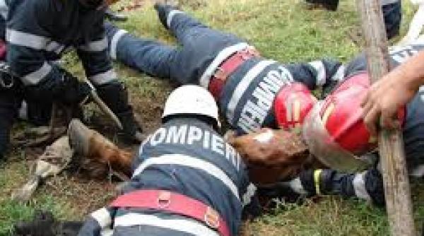 un cal cazut intr o groapa a fost salvat de pompierii din neamt