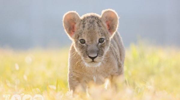 un pui de leu nascut la zoo oradea a murit