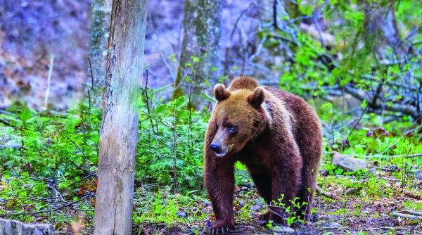 vanatorii se bat pe ursi cu ong urile