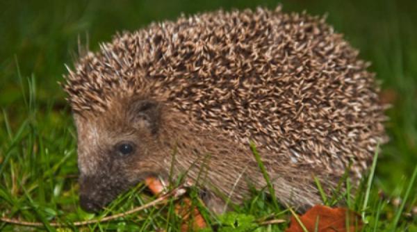 aricii sanitari si importanta lor in agricultura ecologica