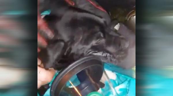 video momentul in care un pui de labrador isi arata recunostita fata de salvatorii sai