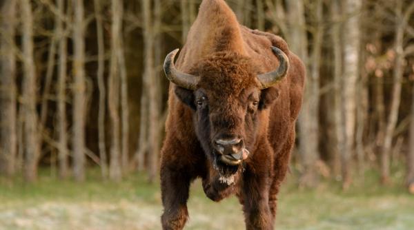 bizon salbatic singurul vazut in germania in ultimii 250 de ani omorat