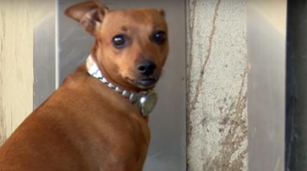 video cele mai emotionante imagini o catelusa si a asteptat ore in sir stapanul internat in spitalul din iasi