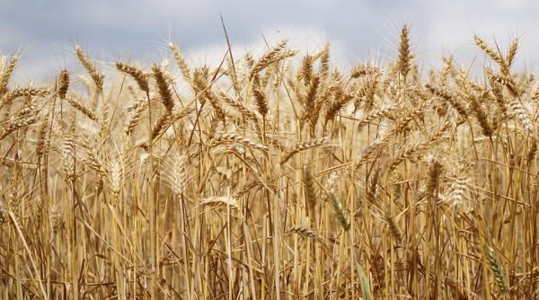 deficitul romaniei in comertul cu produse agroalimentare a ajuns la 916 milioane de euro