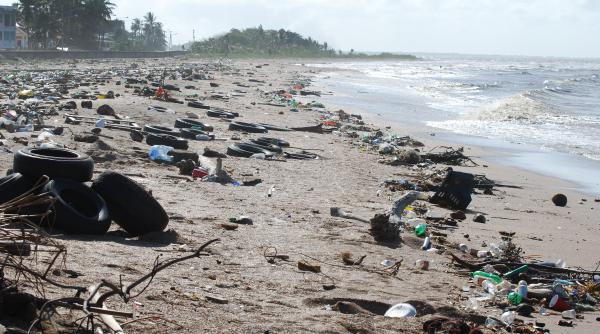 a sasea extinctie in masa a faunei salbatice ameninta proviziile de alimente