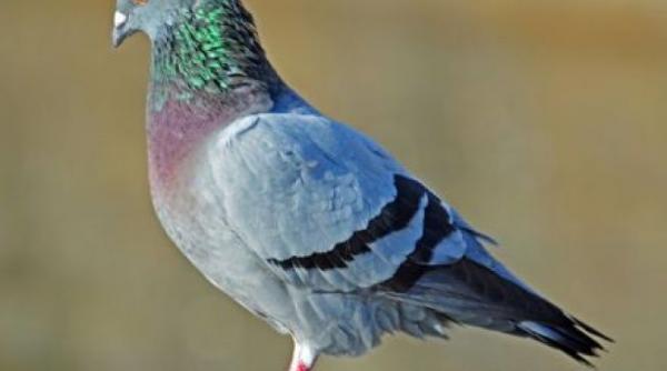 studiu porumbeii mai priceputi ca oamenii la efectuarea mai multor sarcini in acelasi timp