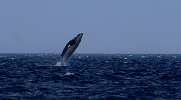 vanatorii japonezi au ucis 177 de balene in ciuda protestelor internationale