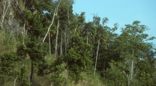 o noua specie de soareci descoperita in insulele solomon au o lungime de 45 cm si cantaresc jumatate de kilogram