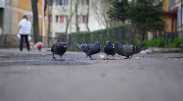 porumbeii mai priceputi decat oamenii la efectuarea mai multor sarcini in acelasi timp