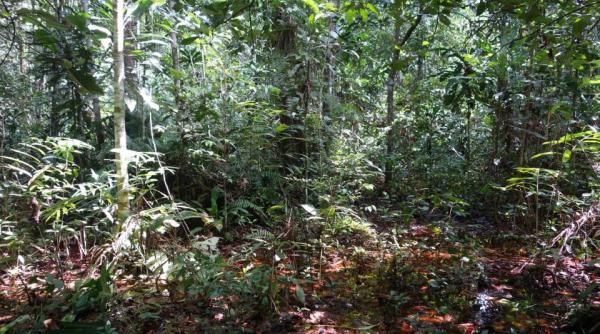 regiunile tropicale afectate de despaduriri emit mai mult co2 decat cantitatile pe care le absorb