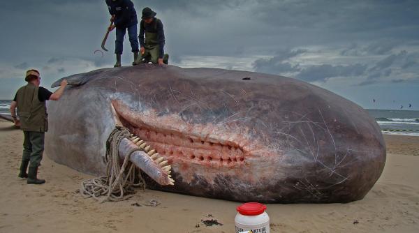 comoara puturoasa descoperita pe o plaja din mallorca