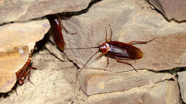 cum poti scapa de gandacii de bucatarie fara chimicale