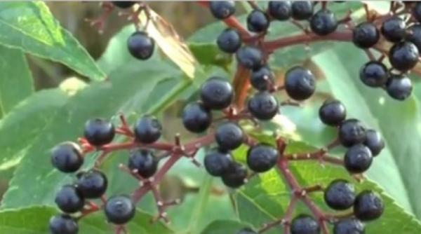 caz socant la bacau o micuta de 7 ani a decedat dupa ce a mancat matraguna