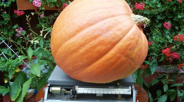 cel mai mare dovleac din germania cantareste aproape 800 de kiograme