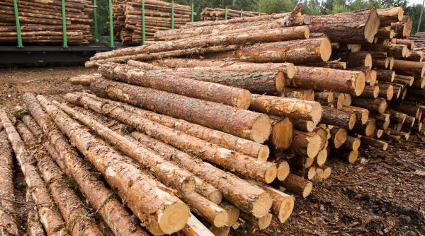 cfr marfa a pierdut trei vagoane pe legea furtului de lemne