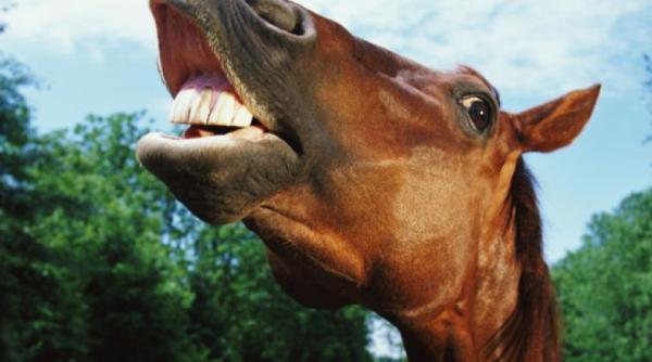 accident tragic in vrancea un baietel a fost ucis chiar de calul familiei