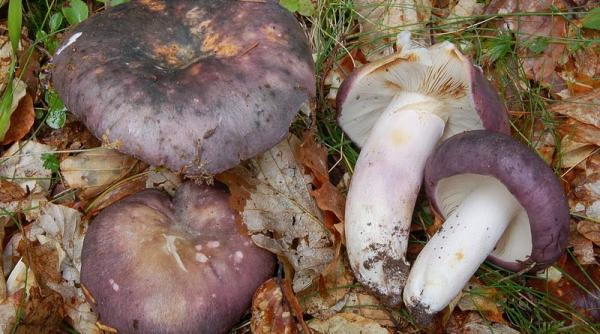 alerta la arad mai multe persoane au ajuns la spital dupa ce au consumat ciuperci culese din padure