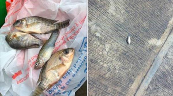 video prognoza meteo in mexic sta sa ploua cu peste