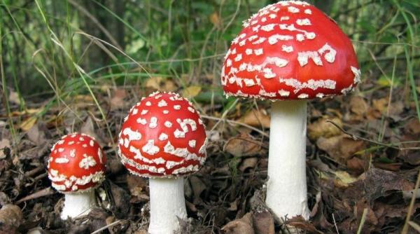 a inceput sezonul intoxicatiilor cu ciuperci otravite mai multe persoane au avut nevoie de ingrijiri medicale