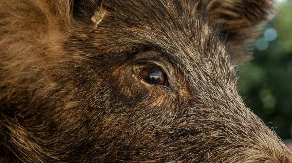 o bihoreanca a fost muscata de un mistret dupa ce l a lovit cu masina
