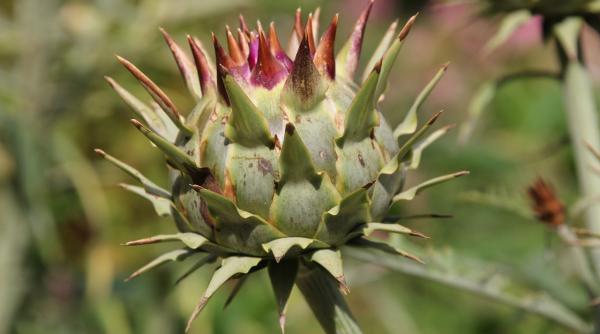 cinci plante care previn aparitia inflamatiilor