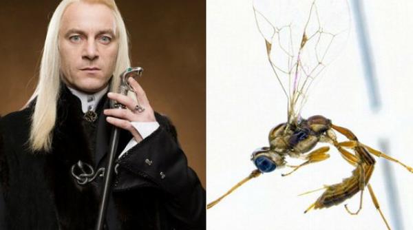 o specie de viespi din noua zeelanda a primit numele unui personaj din seria harry potter