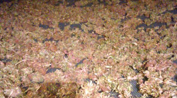 o tona de muguri de canabis descoperita de diicot timisoara