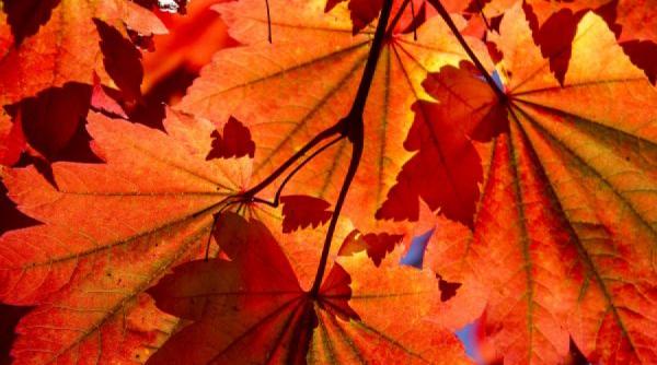 trasaturi de necrezut pentru oamenii nascuti in octombrie tu le stiai