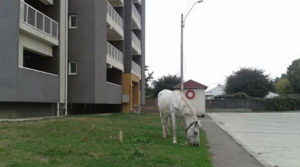 doi cai pasc liberi prin bacau de luni de zile