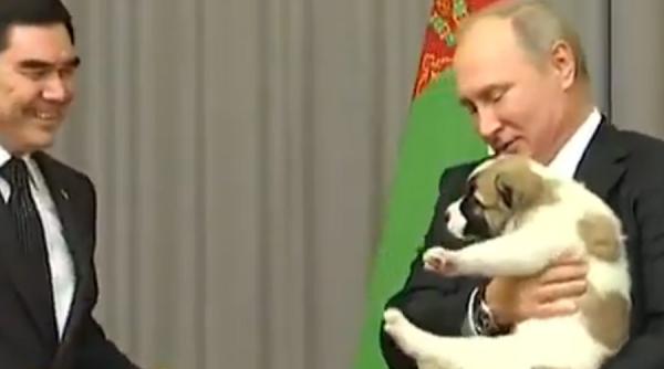 video mare iubitor de caini vladimir putin a primit cadou un catel