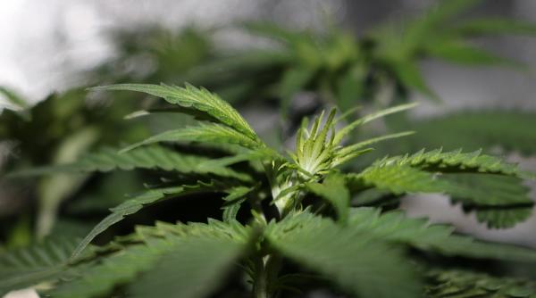 doi barbati retinuti pentru trafic de droguri 640 kg masa verde de canabis confiscate