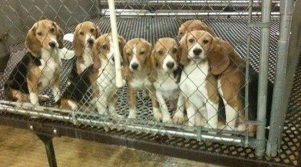 california primul stat american care interzice comertul cainilor proveniti din crescatoriile de pui