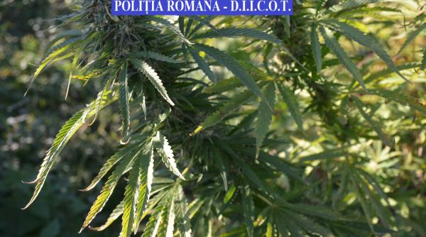video cum arata plantatia de canabis de 4 milioane de euro dintimis