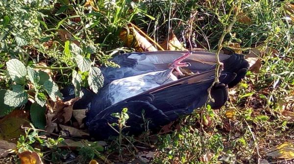 oradenii nelinistiti din cauza numerosilor porumbei morti